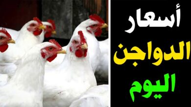 اسعار الدواجن اليوم