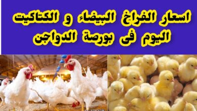 أسعار الفراخ البيضاء اليوم الآن