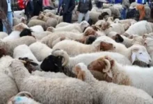 عروض الأضاحي 2026 تبدأ الآن.. تعرف على أسعارها في 3 جمعيات وكيف تحجز أضحيتك قبل الزحام