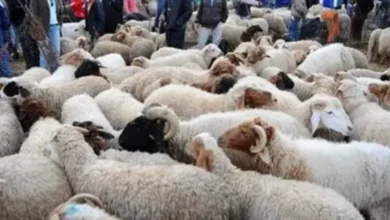 عروض الأضاحي 2026 تبدأ الآن.. تعرف على أسعارها في 3 جمعيات وكيف تحجز أضحيتك قبل الزحام