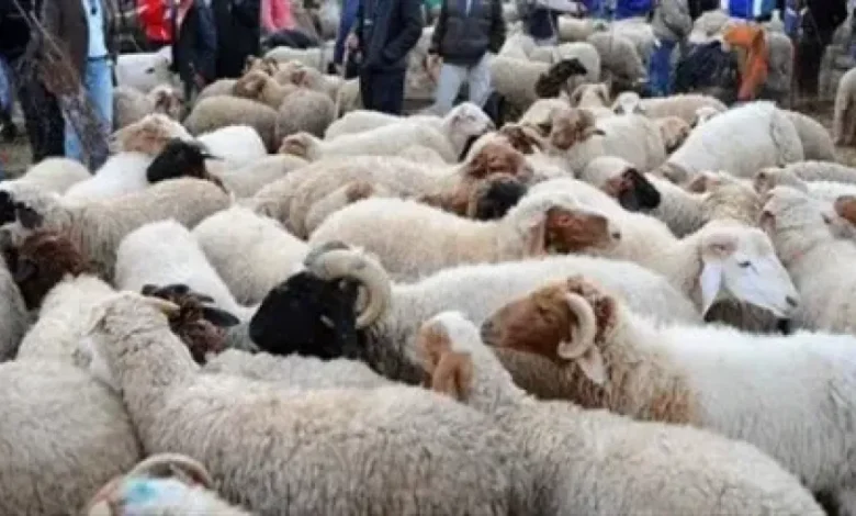 عروض الأضاحي 2026 تبدأ الآن.. تعرف على أسعارها في 3 جمعيات وكيف تحجز أضحيتك قبل الزحام