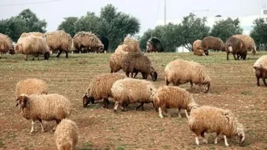 رابط منصة أضاحي 2026 في الجزائر لحجز كبش العيد إلكترونيًا بسهولة عبر adhahi dz