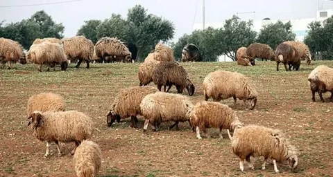 رابط منصة أضاحي 2026 في الجزائر لحجز كبش العيد إلكترونيًا بسهولة عبر adhahi dz