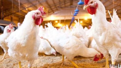 أسعار الفراخ اليوم تفاجئ الجميع.. تحديث جديد السبت 4 أبريل 2026