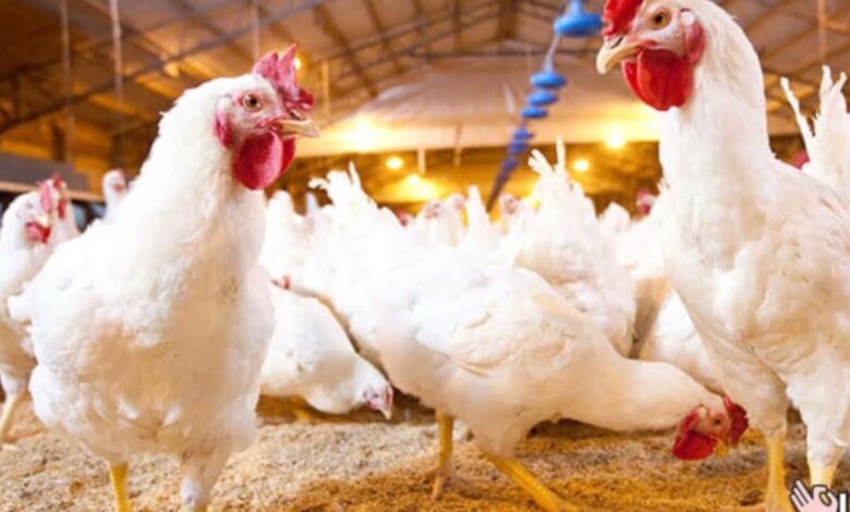 أسعار الفراخ اليوم تفاجئ الجميع.. تحديث جديد السبت 4 أبريل 2026