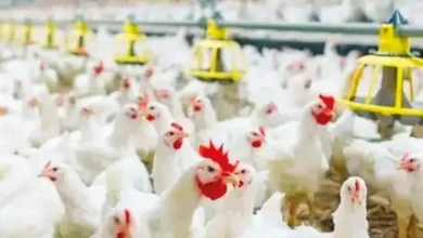 صدمة في أسعار الدواجن اليوم الجمعة 17 أبريل 2026.. تغيّر مفاجئ في الأسواق