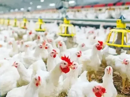 صدمة في أسعار الدواجن اليوم الجمعة 17 أبريل 2026.. تغيّر مفاجئ في الأسواق