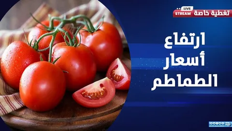 أسعار الطماطم تشهد انخفاضًا مرتقبًا داخل الأسواق خلال الفترة المقبلة