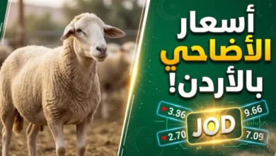 كم بلغ سعر الأضحية في الأردن 2026؟.. أرقام غير متوقعة تشعل الأسواق
