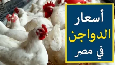 مفاجأة في أسعار الفراخ البيضاء اليوم الثلاثاء 5 مايو 2026 بعد آخر تحديث بالأسواق