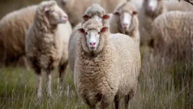شروط اختيار الأضحية الصحيحة شرعًا.. دليل شامل لاختيار الأضحية المثالية