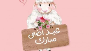 قبل شراء الأضحية 2026.. أهم شروط اختيار الماشية السليمة لضمان أضحية صحيحة