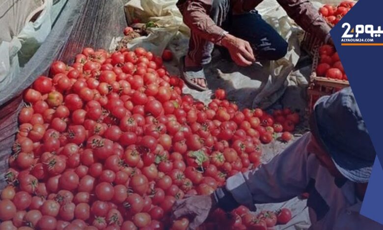 أفضل بدائل الطماطم في الأكل بعد ارتفاع الأسعار إلى 70 جنيهًا للكيلو وأرخص خيارات طبيعية بديلة للطهي
