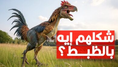 هل الفراخ أحفاد الديناصورات فعلاً؟.. الحقيقة العلمية التي ستفاجئك