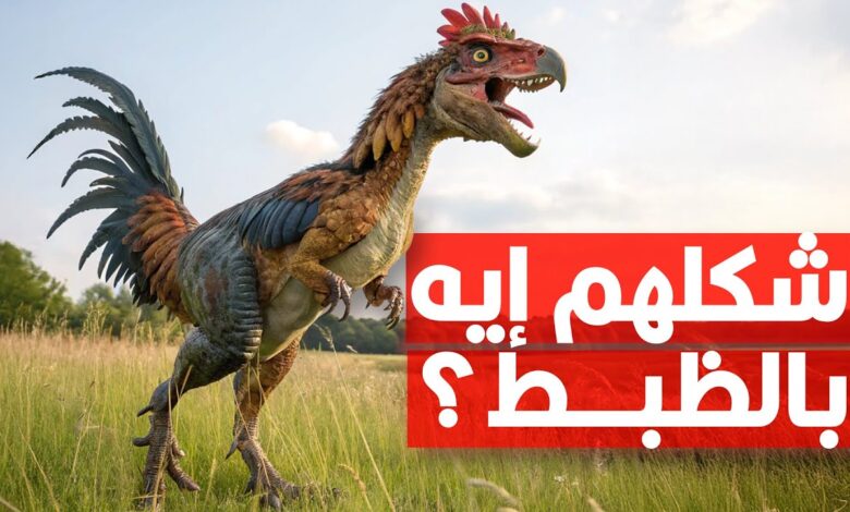 هل الفراخ أحفاد الديناصورات فعلاً؟.. الحقيقة العلمية التي ستفاجئك