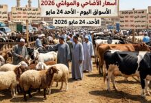 تحديث أسعار اللحوم والمواشي والأضاحي 2026 اليوم في الأسواق المصرية قبل عيد الأضحى مع أحدث المؤشرات
