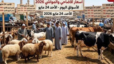 تحديث أسعار اللحوم والمواشي والأضاحي 2026 اليوم في الأسواق المصرية قبل عيد الأضحى مع أحدث المؤشرات