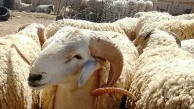 أسعار الأضاحي في سوريا 2026.. سعر الكيلو القائم للخراف والعجول وتفاوت الأسعار بين المحافظات