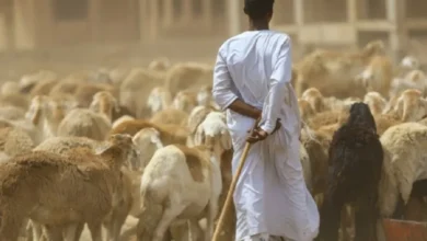 مفاجأة قبل العيد.. أسعار الأضاحي في السودان 2026 تسجل ارتفاعًا غير مسبوق