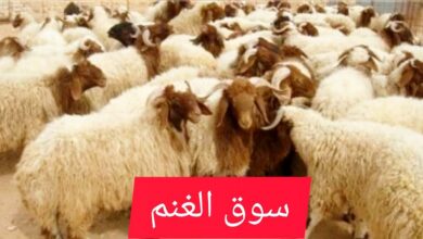 أسواق الأضاحي في الرياض 1447.. أقرب المواقع المعتمدة وأسعار المواشي قبل العيد
