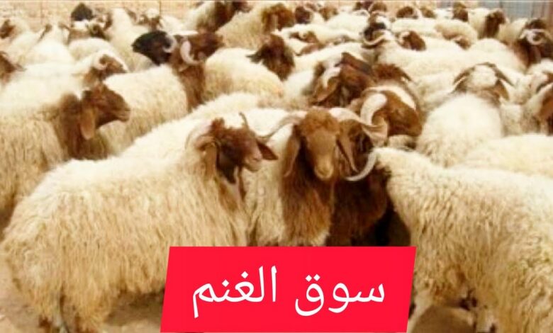 أسواق الأضاحي في الرياض 1447.. أقرب المواقع المعتمدة وأسعار المواشي قبل العيد