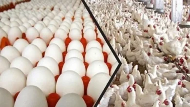 أسعار الفراخ والبيض اليوم في الأقصر 31 مايو 2026.. استقرار ملحوظ في الأسواق وبورصة الدواجن
