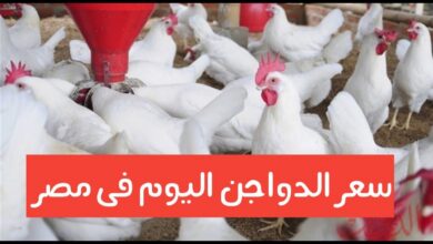 أسعار الفراخ اليوم الأحد 31 مايو 2026 في بورصة الدواجن.. استقرار بعد موجة ارتفاعات