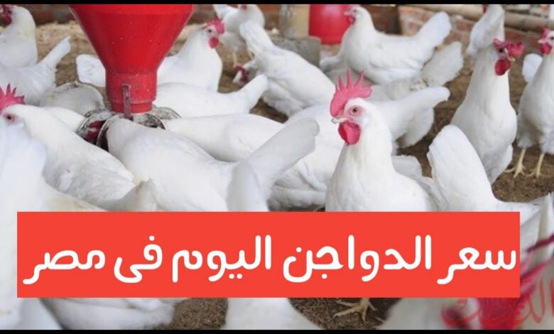 أسعار الفراخ اليوم الأحد 31 مايو 2026 في بورصة الدواجن.. استقرار بعد موجة ارتفاعات