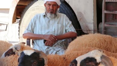 ارتفاع أم استقرار؟.. أسعار الأضاحي 2026 في اليمن وتفاصيل أسواق أبين