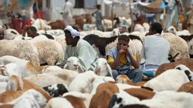 تحديث أسعار الأضاحي في السودان 1447.. من الخرطوم إلى الأقاليم بالتفصيل