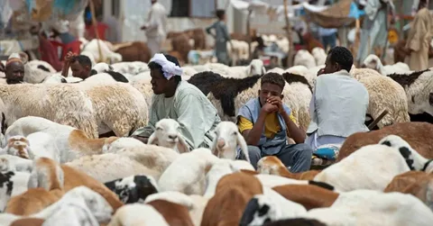 تحديث أسعار الأضاحي في السودان 1447.. من الخرطوم إلى الأقاليم بالتفصيل