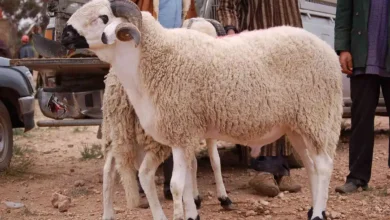 أسرار خفية في أسواق الأضاحي بالجزائر.. علامات تكشف لك الأضحية غير الصحية وكيف تحمي نفسك قبل الشراء