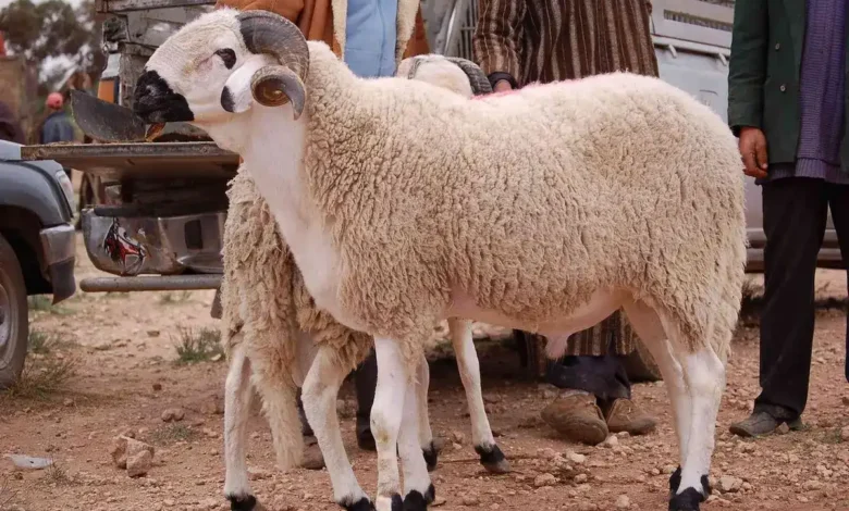 أسرار خفية في أسواق الأضاحي بالجزائر.. علامات تكشف لك الأضحية غير الصحية وكيف تحمي نفسك قبل الشراء