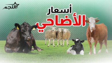 هل ترتفع أسعار الأضاحي في السعودية 2026؟.. مؤشرات جديدة تثير الجدل
