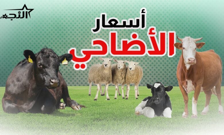 هل ترتفع أسعار الأضاحي في السعودية 2026؟.. مؤشرات جديدة تثير الجدل