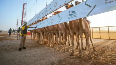 سباق الحقايق فما فوق في نجران يشعل المنافسة بمشاركة واسعة من ملاك الهجن