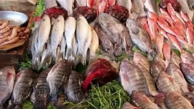 أسعار الأسماك اليوم في سوق العبور.. البوري والكابوريا يواصلان الارتفاع