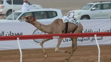 سباقات الهجن في العين.. تفاصيل انطلاق التمهيدي الثاني يوم 31 يوليو 2026