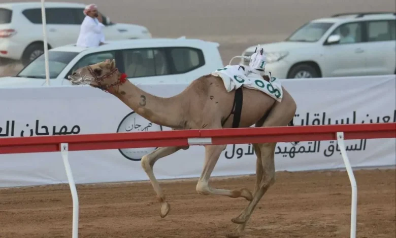سباقات الهجن في العين.. تفاصيل انطلاق التمهيدي الثاني يوم 31 يوليو 2026