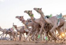 نتائج سباق سن الحقايق في نجران 2026.. أسماء الفائزين بجميع الأشواط الـ14