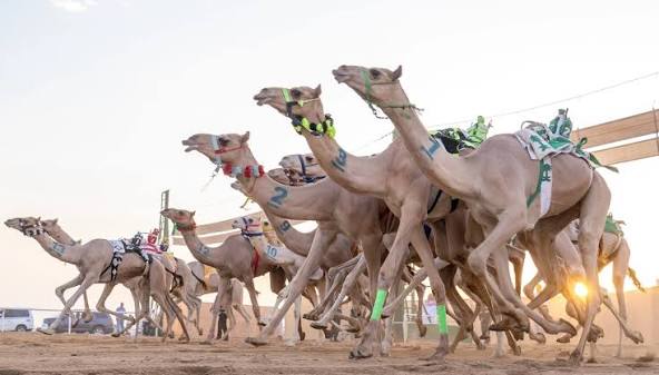 نتائج سباق سن الحقايق في نجران 2026.. أسماء الفائزين بجميع الأشواط الـ14