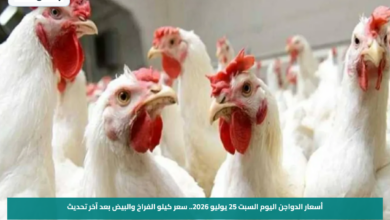 أسعار الدواجن اليوم السبت 25 يوليو 2026.. سعر كيلو الفراخ والبيض بعد آخر تحديث