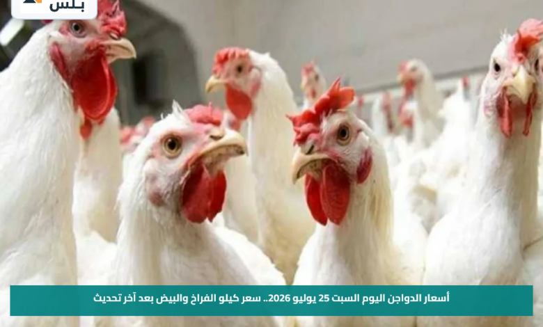 أسعار الدواجن اليوم السبت 25 يوليو 2026.. سعر كيلو الفراخ والبيض بعد آخر تحديث