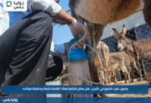 صابون حليب الحمير في الأردن.. هل يعالج البشرة فعلًا؟ القصة كاملة وحقيقة فوائده