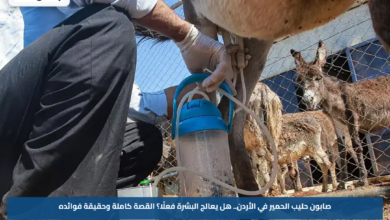 صابون حليب الحمير في الأردن.. هل يعالج البشرة فعلًا؟ القصة كاملة وحقيقة فوائده
