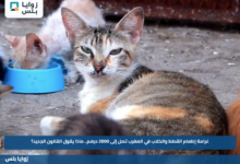 غرامة إطعام القطط والكلاب في المغرب تصل إلى 2000 درهم.. ماذا يقول القانون الجديد؟