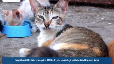 غرامة إطعام القطط والكلاب في المغرب تصل إلى 2000 درهم.. ماذا يقول القانون الجديد؟
