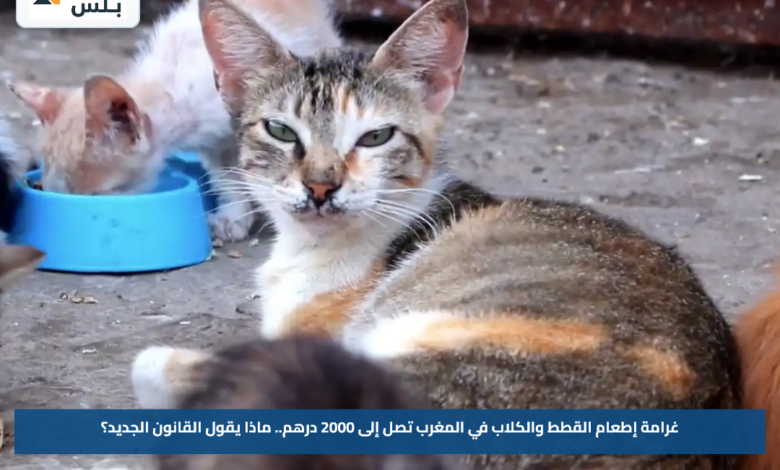 غرامة إطعام القطط والكلاب في المغرب تصل إلى 2000 درهم.. ماذا يقول القانون الجديد؟