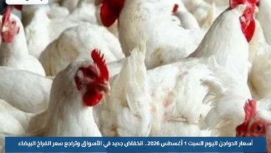 أسعار الدواجن اليوم السبت 1 أغسطس 2026.. انخفاض جديد في الأسواق وتراجع سعر الفراخ البيضاء