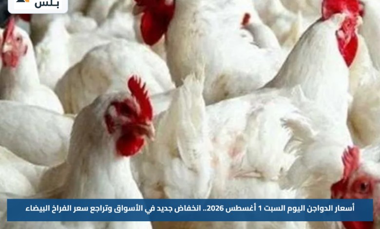 أسعار الدواجن اليوم السبت 1 أغسطس 2026.. انخفاض جديد في الأسواق وتراجع سعر الفراخ البيضاء